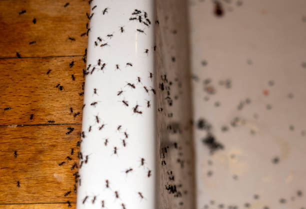 Best Exterminator Services  in Sherwood, OH