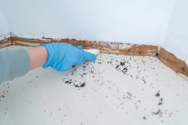 Best Rat Extermination Near Me  in Sherwood, OH